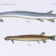 Illustration for article titled No, Fish Wont Swim Up Your Hoohah If You Pee In the Amazon River